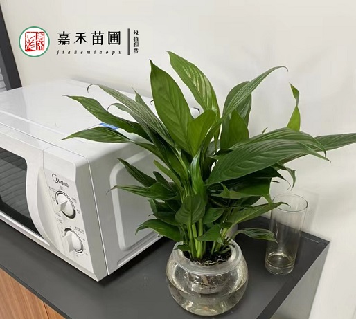 西安花卉租擺辦公室|西安嘉禾苗圃