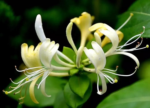 適合中老年人養(yǎng)的7種花，清香養(yǎng)人，趕緊收藏！