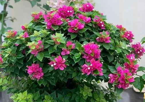 5種花喜歡&ldquo;擠&rdquo;，小盆養(yǎng)根壯葉肥，嫩芽蹭蹭撐&ldquo;爆盆&rdquo;