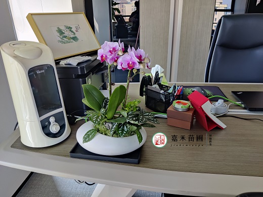 冬天蝴蝶蘭冒花箭，教你3個催花動作，花苞蹭蹭冒！