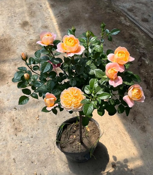 冬季養(yǎng)花技巧&mdash;&mdash;盆栽月季冬季這樣養(yǎng)