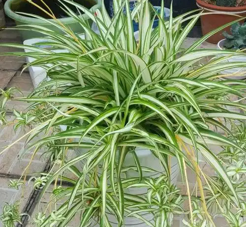 扦插綠蘿、吊蘭，我有個&ldquo;好方法&rdquo;，生根特別快，100%成活！