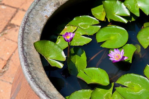 睡蓮的養(yǎng)殖方法和注意事項