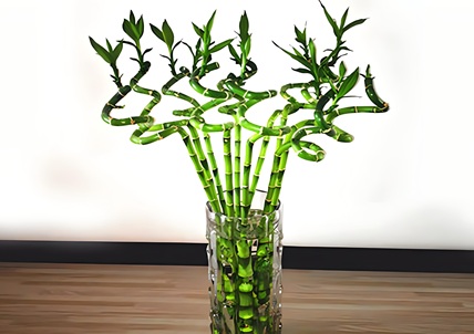 轉(zhuǎn)運(yùn)竹的養(yǎng)殖方法和注意事項