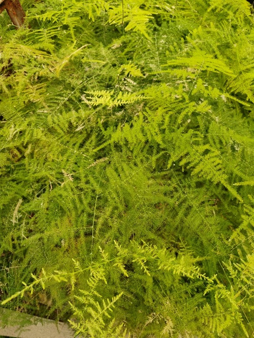 文竹葉子發(fā)黃，怎么救？捏一點(diǎn)&ldquo;粉末&rdquo;灌水澆，2天變油綠