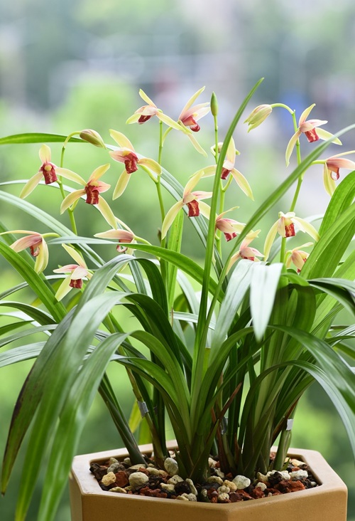 蘭花怎么養(yǎng)？家庭養(yǎng)蘭花的方法