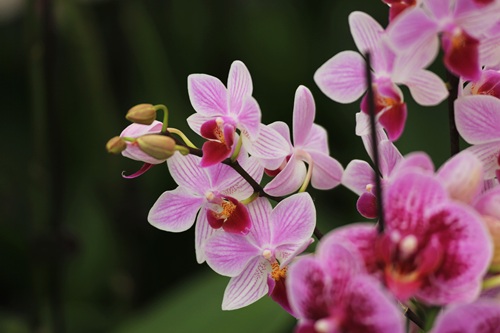 家養(yǎng)蝴蝶蘭好不好養(yǎng)活？蝴蝶蘭怎么養(yǎng)家庭養(yǎng)法和注意事情？