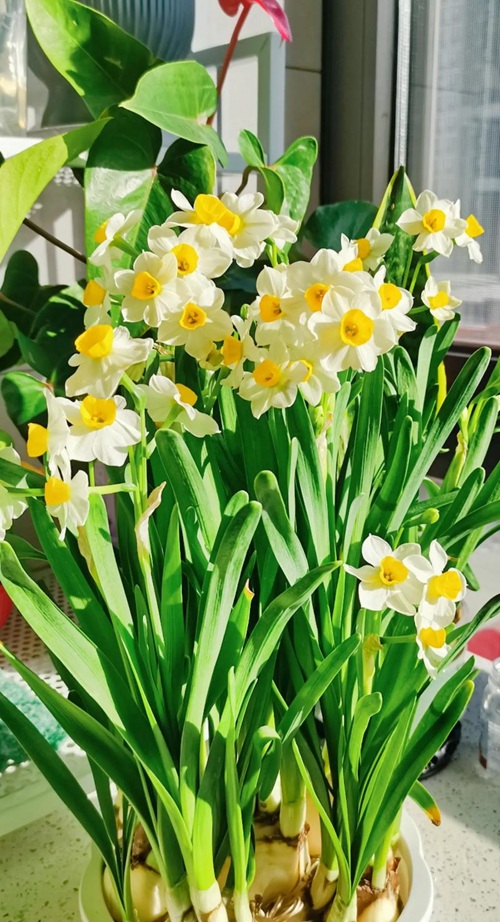 水仙花開完花就扔？太浪費了，做個&ldquo;花后養(yǎng)護&rdquo;，明年繼續(xù)賞花