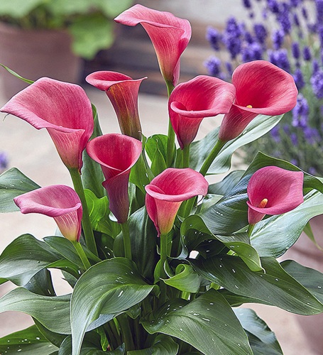 馬蹄蓮的養(yǎng)殖方法及注意事項