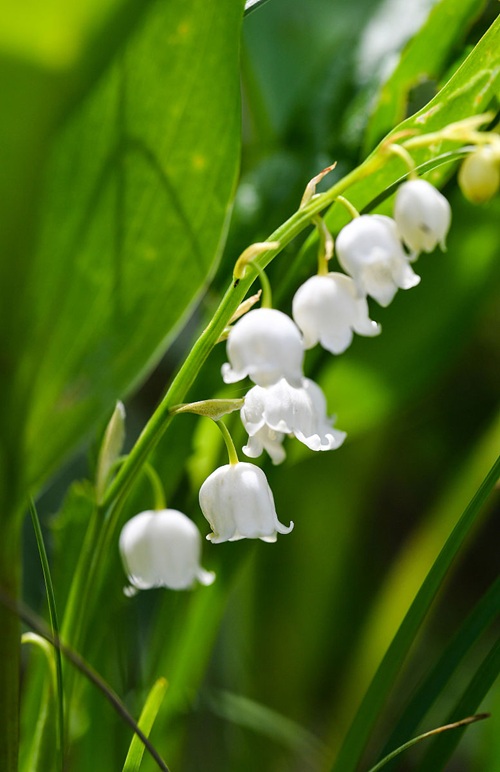 盆栽鈴蘭花養(yǎng)殖方法