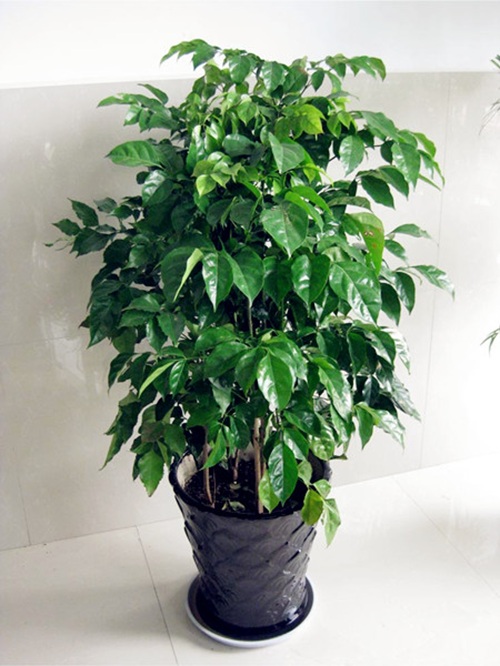 平安樹的養(yǎng)殖方法和注意事項(xiàng)