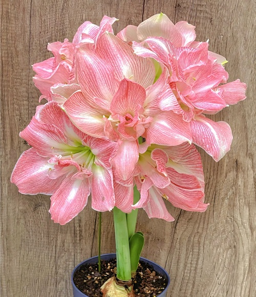 朱頂紅的養(yǎng)殖方法和注意事項(xiàng)：種球種植要消毒處理