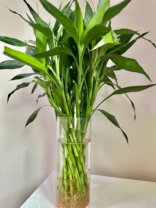 富貴竹的養(yǎng)殖方法和注意事項(xiàng)