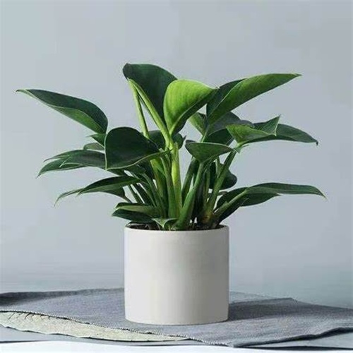 金鉆養(yǎng)殖方法和注意事項(xiàng)