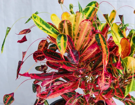 七彩的變?nèi)~木養(yǎng)護(hù)誤區(qū)，看完后你還會(huì)養(yǎng)它么？